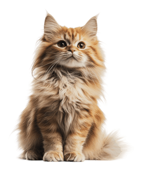 Graceful orange cat on white background png
