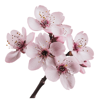 Delicate pink cherry blossoms blooming in spring png