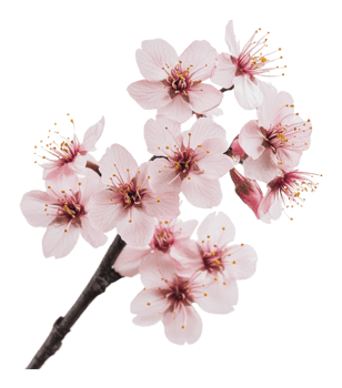 Cherry blossoms bloom in spring sunlight png