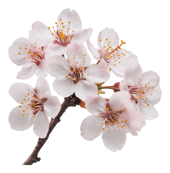 Delicate cherry blossoms blooming in springtime png