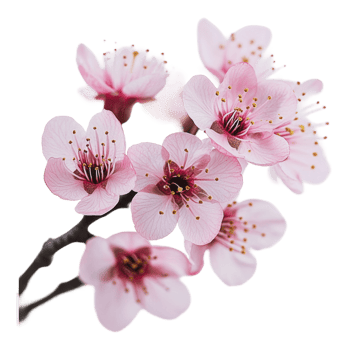 Pink cherry blossoms blooming on a branch png