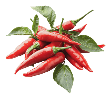 Fresh red chili peppers with vibrant green leaves png