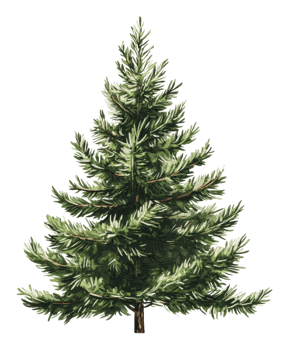 Detailed illustration of a lush evergreen tree png