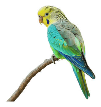 Colorful parakeet perched on a branch in sunlight png