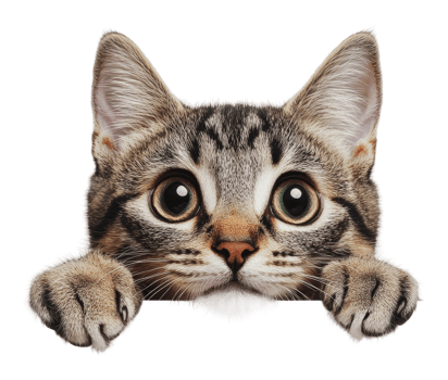 Playful tabby cat peeking over a surface png
