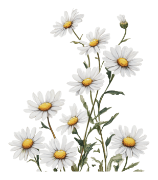 White daisies blooming in a bright garden setting png