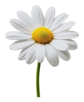 White daisy with yellow center blooming png