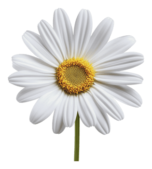 Close-up of a white daisy flower in spring bloom png