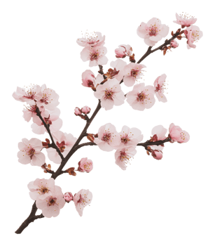 Delicate pink cherry blossom branch in springtime png
