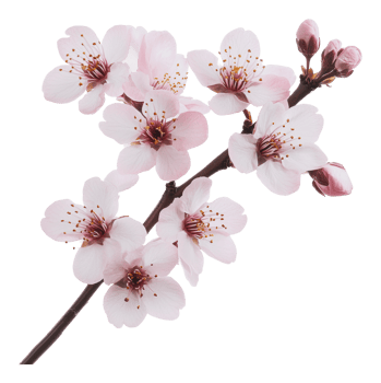 Delicate pink cherry blossoms blooming in spring png