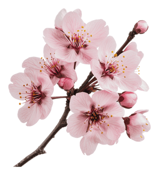 Pink cherry blossom branch in spring png