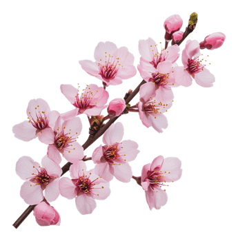 Beautiful pink cherry blossom branch in springtime png