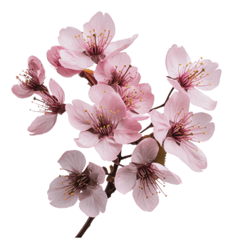 Cherry blossoms in full bloom during spring season png