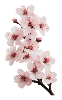 Blooming cherry blossoms on a branch png