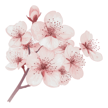 Soft pink cherry blossoms in spring png