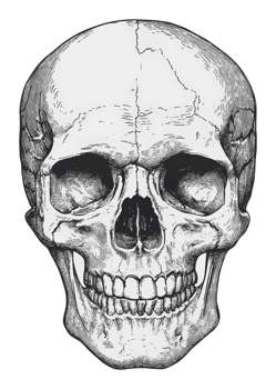 Detailed anatomical drawing of a human skull png