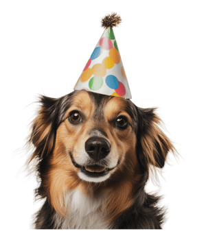 Dog wearing colorful party hat at celebration png