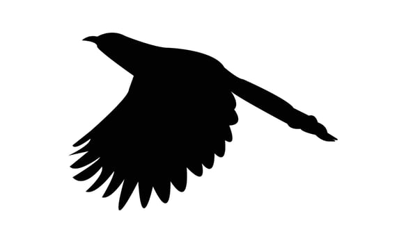 Flying Crow Pheasant Silhouette Design vector
