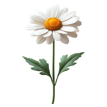 Chamomile . chamomile flower top view . white chamomile with yellow centre flat lay isolated. herbal chamomile flower . Delicate white chamomile flower with a yellow center and green stem png
