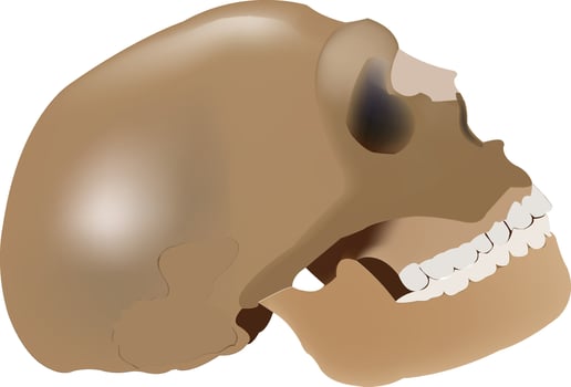 A human skull with a tooth missing vector