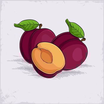 Hand drawn set of full and half cut juicy fresh brownish gray purple plums, rich in antioxidants vector