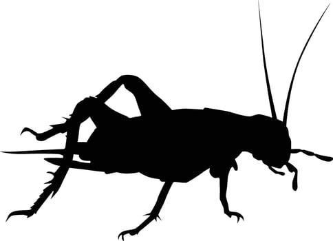 Cricket silhouette illustration vector