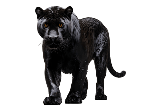 Majestic Black Panther Walking Transparent Background png