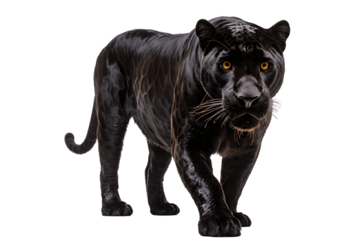 Majestic Black Panther Walking Towards Camera, png