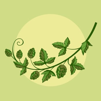 Hops in Bloom The Heart of Craft Beer Illustration vector