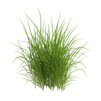 Grass on transparent background png