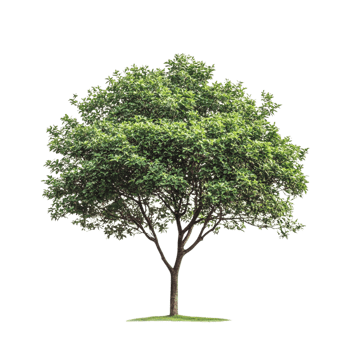 Green Tree on transparent background png