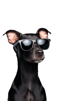 Stylish black dog wearing sunglasses on transparent background png