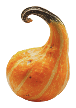 Unique orange gourd with twisted stem on display png