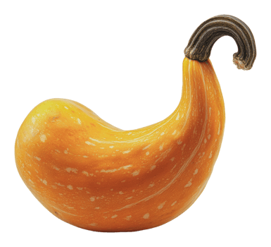 Unique yellow squash with a curved shape and stem png