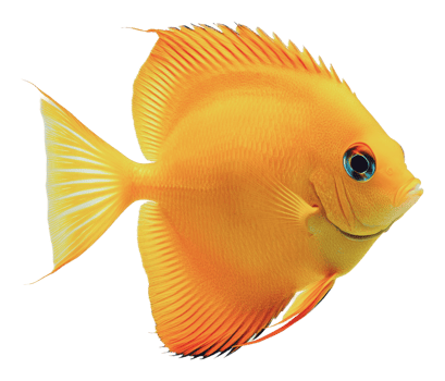 Bright yellow fish swimming gracefully in water png