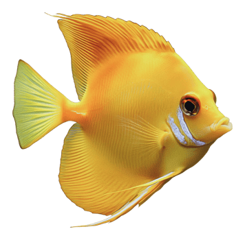 Bright yellow fish swimming in clear water habitat png