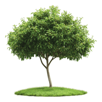 Green leafy tree on grassy patch in sunny setting png