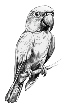 Parrot on a branch illustration png