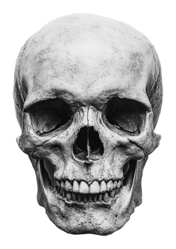 Close-up of human skull bone structure png