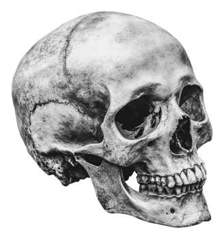Detailed study of a realistic human skull model png