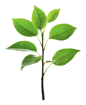 Fresh green leaves on a branch in natural light png
