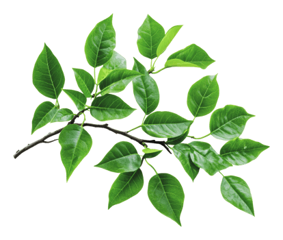 Lush green leaves on a branch captured in daylight png