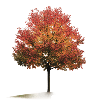 Colorful autumn tree in the park png