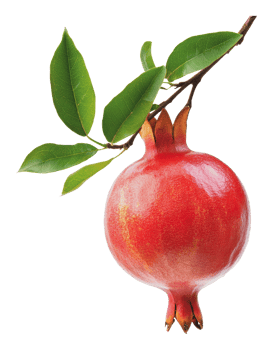 Bright red pomegranate hanging on a green branch png