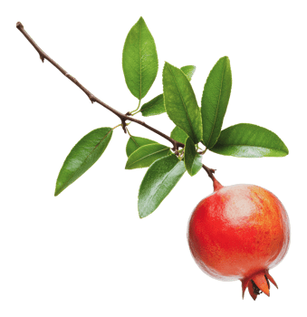 Pomegranate fruit with leaves on branch close up png
