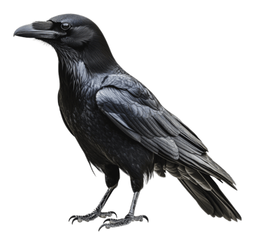 Raven perched on a branch in a forest setting png