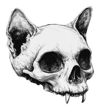 Detailed cat skull anatomy illustration png