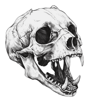 Black and white drawing of a large skull png
