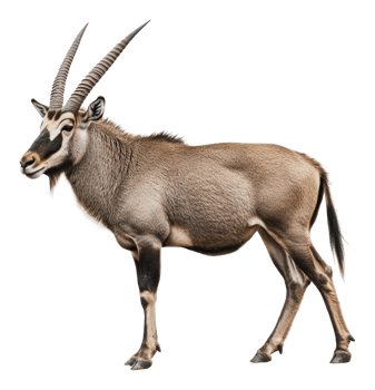 Graceful antelope in nature by day png