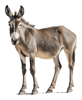 Young donkey standing calmly in a bright setting png